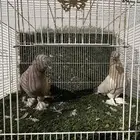 حمام تركي