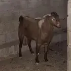 تيس ادهم فحل