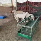 خروف فحل و ثلاث طليان