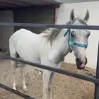 للبيع حصان شعبي الموقع بيشه