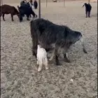 معزاء عوارض