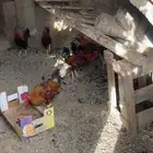 ديكه بلدي النماص