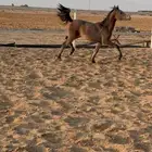 مهره حفيدة بطل العالم