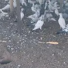 حمام للبيع طيب