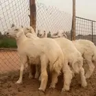 خرفان حريه طيبه