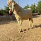 تيس مطور ابرص فاخر