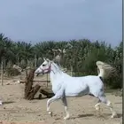 فرس جزيري