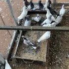 حمام للبيع