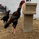 أعرض لكم ديك باكستاني أصل