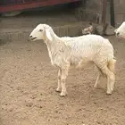 رخل وخروف للبيع