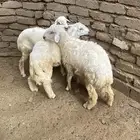 للبيع طليان حريه تربيه