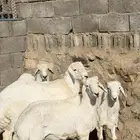 خرفان ذبايح للبيع