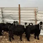 معزا عوارض بفحلها