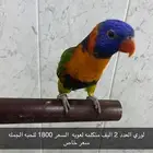 لوري اليف متكلم عدد اثنين عرض لفتره محدوده