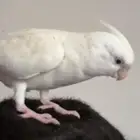 كروان ألبينو