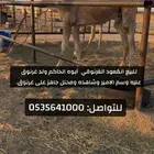 للبيع القعود الغرنوقي