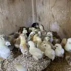 صوص تركي ومطور