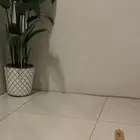 بطه