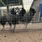 دجاج عربي