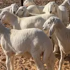 بهم حري هرافي