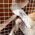 حمام وياكريم