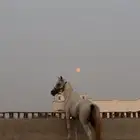 خيل شعبي