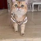 عرض تزاوج مميز