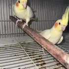 ثلاث اجور وأنثى كروان منتجين وجاهزين للموسم