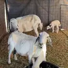 حريات للبيع