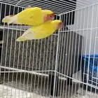 جوز روز منتج