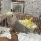 للبيع روز اليف الي توقف عليه سومه نصيبه