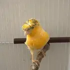 جوز كناري