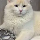 قطط تبني