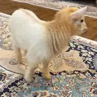 للبيع تيس قزمي