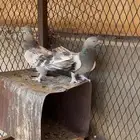 تركي عسلي معقد