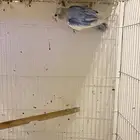 ذكر روز محلل جاهز للانتاج