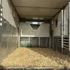 عربة خيل 6 روس دينا خيل 6 روس عربة نقل خيل خيول