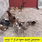 دجاج معا فراخ