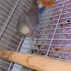 روز   زوج طيور بادجي