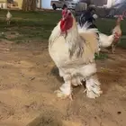 ديك ودجاج براهما