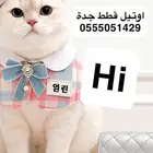 اوتيل قطط جدة في خدمة. و طيور حياكم