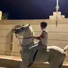 حصان عربي شعبي طرب الطرب