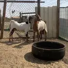 عنز دافع على والد وجفره دافع سونار
