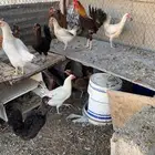 دجاج