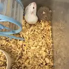 هامستر روسي صغير كيوت