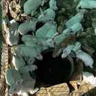 ارانب فرنسيه