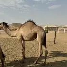 بكره قصب مفروده