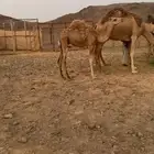 قعود البيع