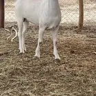 جفره بيشيه