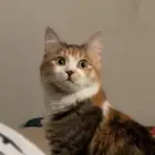 قطوه شيرازيه